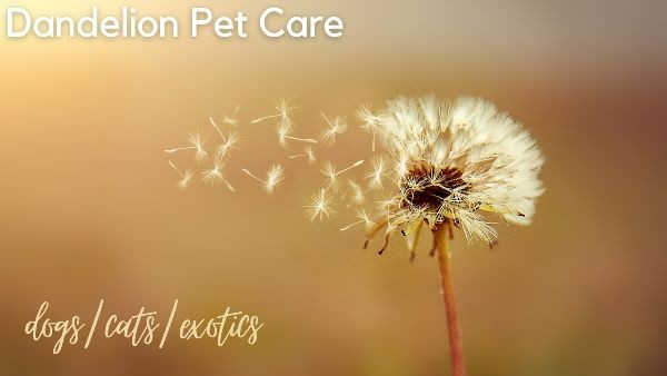 Dandelion Pet Care logo